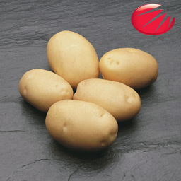 Элитный семенной картофель Голландской фирмы ХЗПС