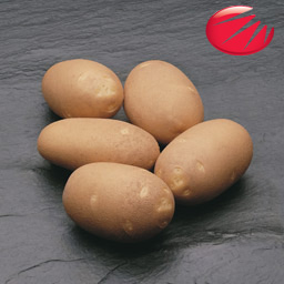 Элитный семенной картофель Голландской фирмы ХЗПС